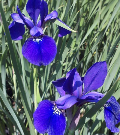 Siberian Iris Caesar's Brother